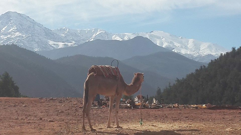 Camel Atlas Mountains Morocco